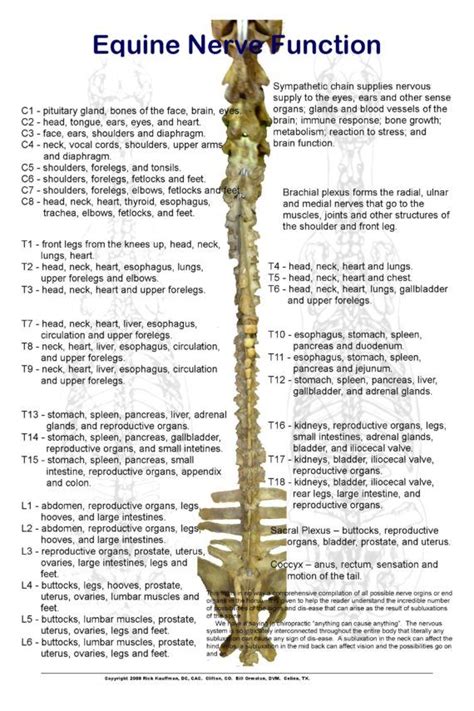 equine nerve chart animal chiropractic education source equine