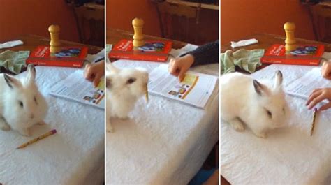 Fuzzy The Rabbit Makes Sure Schoolgirl Stays Focused On Her Homework By
