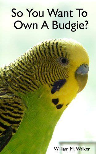 So You Want To Own A Budgie Parakeet And Budgie Care By