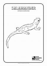 Coloring Salamander Pages Amphibians Cool Reptiles Printable Template sketch template