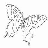 Butterfly Cycle Life Coloring Pages Tiger Drawing Swallowtail Printable Top Angel Getdrawings sketch template