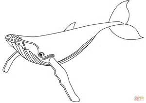sperm whale pages coloring pages
