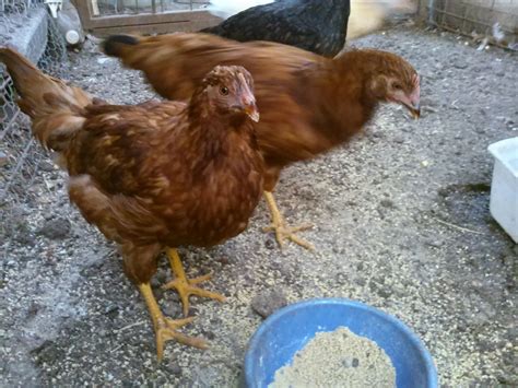 Link To Telling Sex Of Rhode Island Red Rooster And Hens Page 11