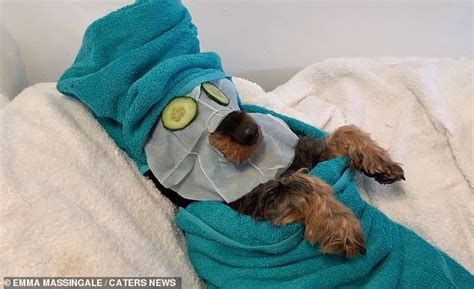 alt hair covering eyes pampered animals treated  facials  hot