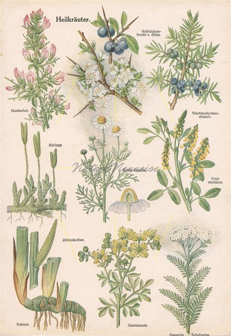 vintage botanical print medicinal plant art healing plants healing