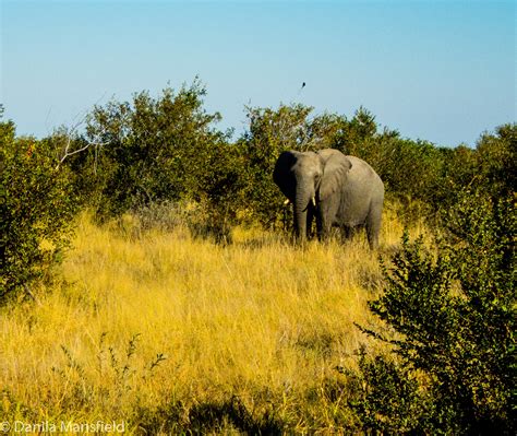 Chobe National Park Botswana Notdunroamin Travel Blog