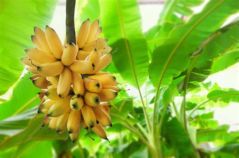bananenarten sorten im ueberblick plantura