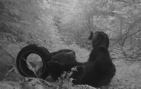 Video Grizzly Bears Loving Random Tire In The Woods Unofficial Networks