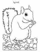 Coloring Squirrel Preschool Popular Printable sketch template