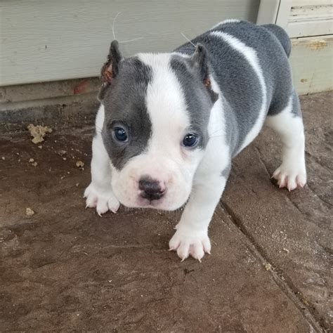 american bully puppies  sale raleigh nc