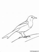 Magpie Pica 1coloring sketch template