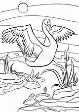 Swan Cigno Coloritura Netter Schwan Schöner Vögel Illustrazione Leguan Baumast Sitzt Dem Pagine Sveglio Bello Uccelli раскраски категории все из sketch template
