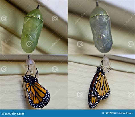 monarch butterfly chrysalis  stages  emergence stock photo image