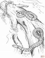 Serpientes Snakes sketch template