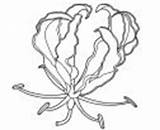 Gloriosa Lily Coloring Pages Flowers Sunflower Garlic Tulips Flower sketch template