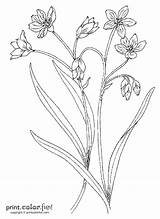 Flowers Stems Stem Flower Drawing Coloring Pages Color Drawings Template Sketch Print Templates Paintingvalley Printcolorfun sketch template