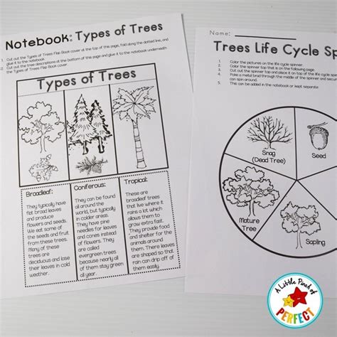 trees activities craft tree life cycle  science notebook