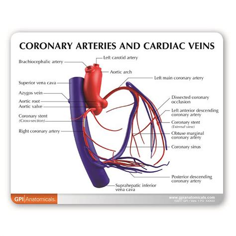 coronary arteries  cardiac veins