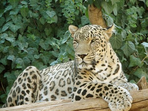 leopard  amazing animal facts animals lover
