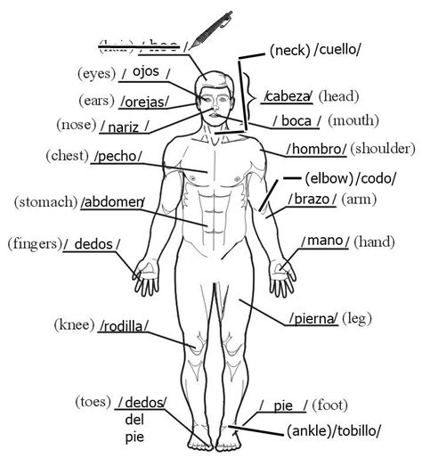 diagram   human body  labels labeled  english  spanish including names