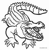 Alligator Alligators Cool2bkids Preschool Crocodile Book Everfreecoloring Popular sketch template