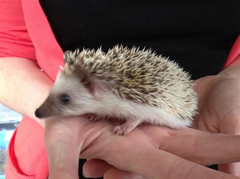 eastern baby african pygmy hedgehogs reptile forums