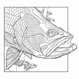 Colouring Adult Book Aquatic Complexions Fishing Australian Afn Au sketch template