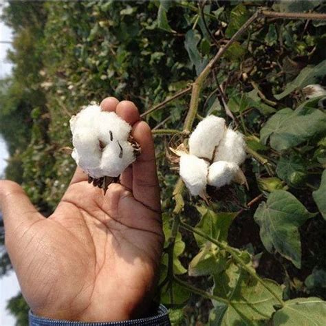 organic cotton   price  india