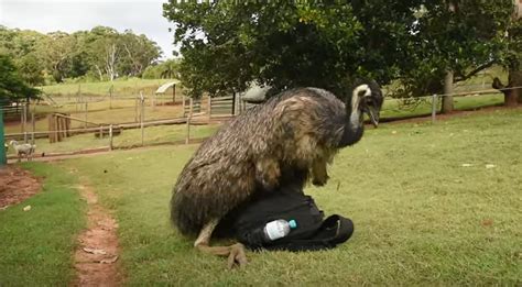 this is definitely an emu having sex with a camera bag digg
