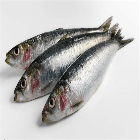 sardines  kg  stickleback fish company