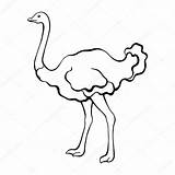 Ostrich Avestruz Autruche Oiseau Sketch Struzzo Schizzo Dell Vettore Stefania Croquis Uccello sketch template