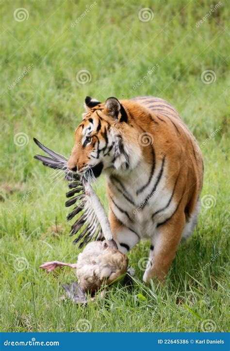 tiger  prey stock photo image  tiger bush large