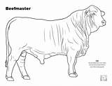 Cattle Coloring Beefmaster Pages Cow Angus Beef Breed Bull Drawing Outline Animal Colouring Draw Science Farm Animals Show Ag Stencil sketch template