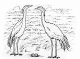 Coloring Pages Crane Stork sketch template