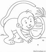 Monkey Mischievous Coloring sketch template