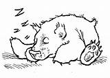 Bear Coloring Sleeping Pages Kids Printable Koala Sketch Color Print sketch template