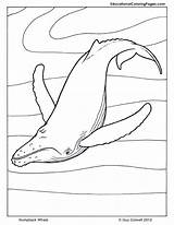 Whale Humpback Colouring Mammals Coloringhome Colouringpages sketch template