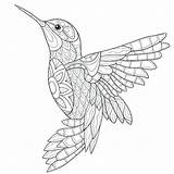 Coloring Hummingbird Pages Adults Simple Mandalas Line Adult Drawing Bird Mandala Printable Humming Book Sketch Print Colorear Drawings Malvorlagen Zum sketch template