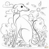 Greyhound Supercoloring sketch template