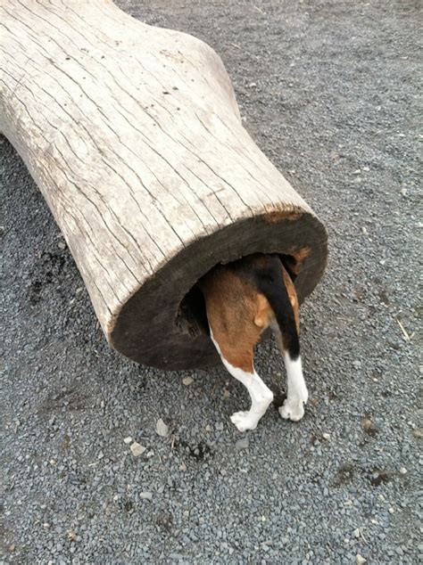 dog   log yelp