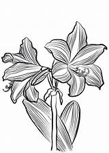 Amaryllis Coloring Pages sketch template