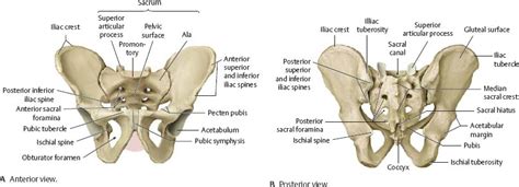 Bones Ligaments And Joints Atlas Of Anatomy