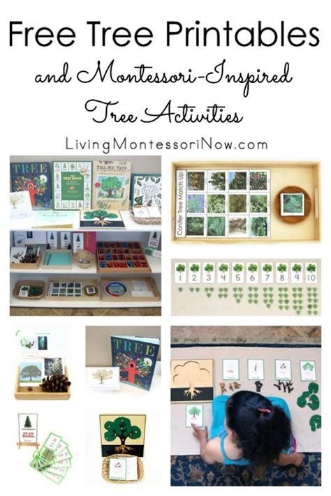 tree printables  montessori inspired tree activities living