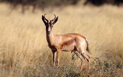 game breeding dzombo ranching hunting safaris