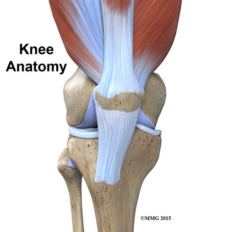 physical therapy  jackson  knee anatomy