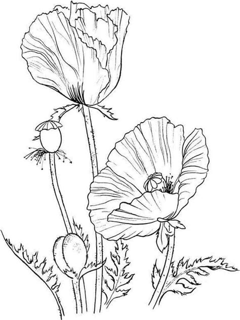 poppy flower coloring pages   print poppy flower coloring pages