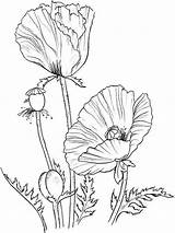 Poppy Coloring Pages Flower Flowers Drawing Printable Book Color Poppies Sheets Colouring Painting Craft Watercolor Printables Plant Kids Print Recommended sketch template