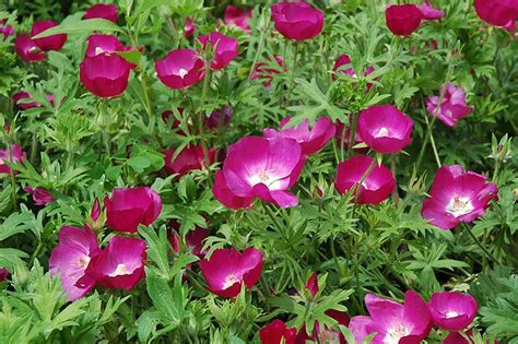 Buy Purple Poppy Mallow Qt Lgs Native Plant Shop