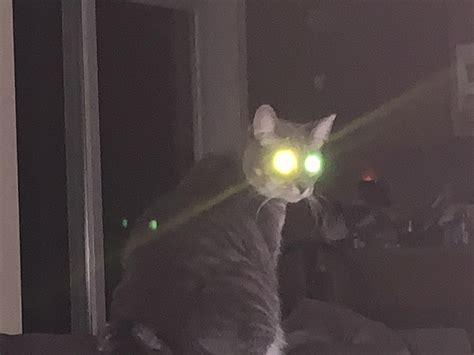 cats eyes glow   colors   dark rmildlyinteresting