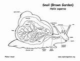 Snail Anatomy Diagram Coloring Garden Inquiry Read Exploringnature Observe Record Pdf Activities sketch template